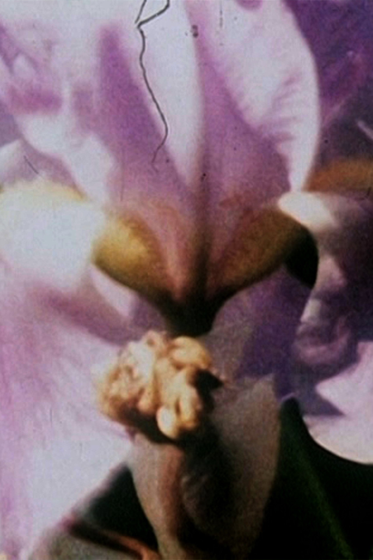 Fleurs sans titre filmaffisch