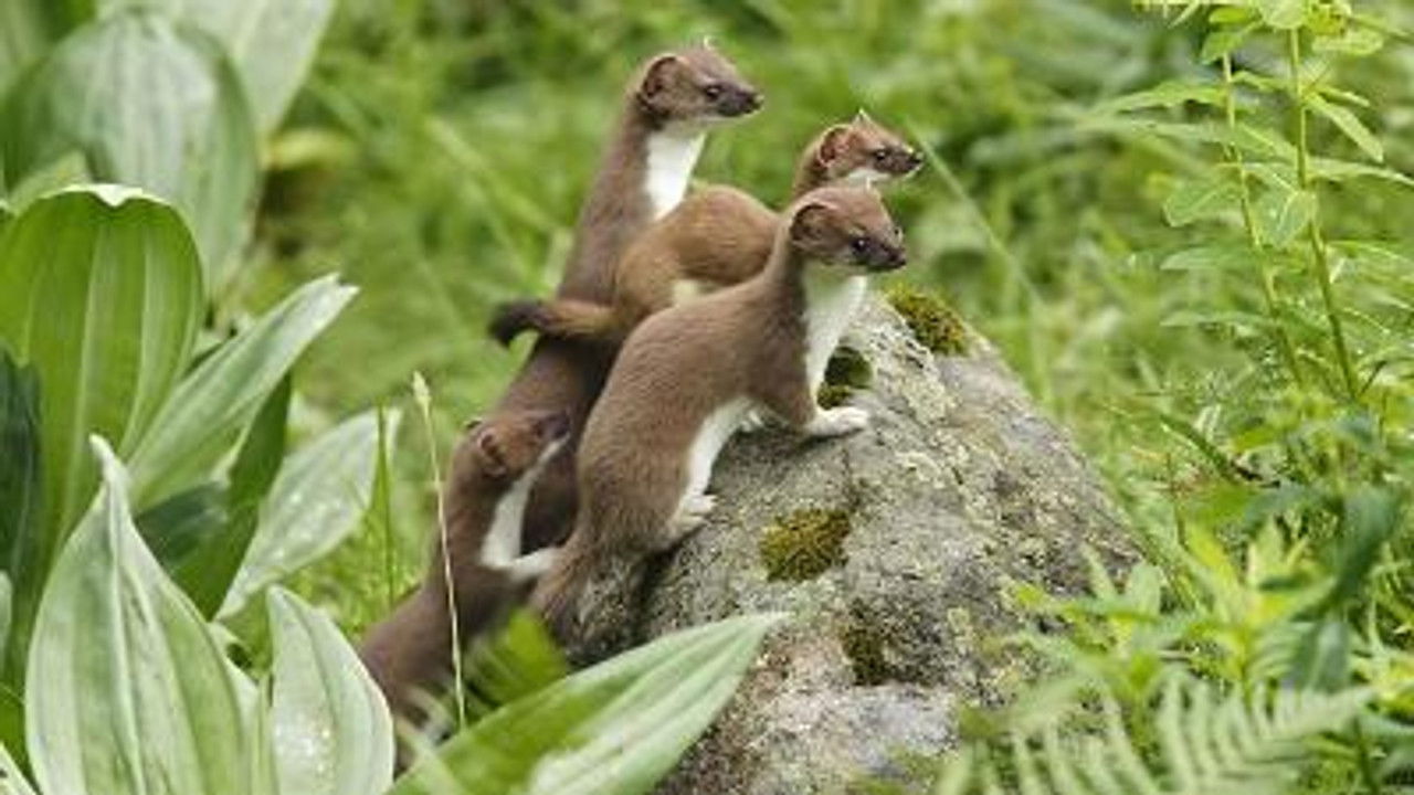 All About Animals — Épisode 14