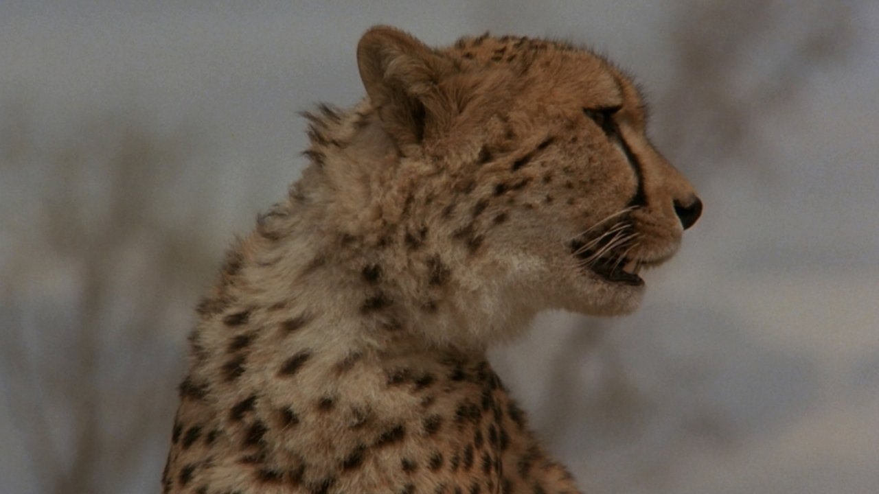 Cheetah (1989)