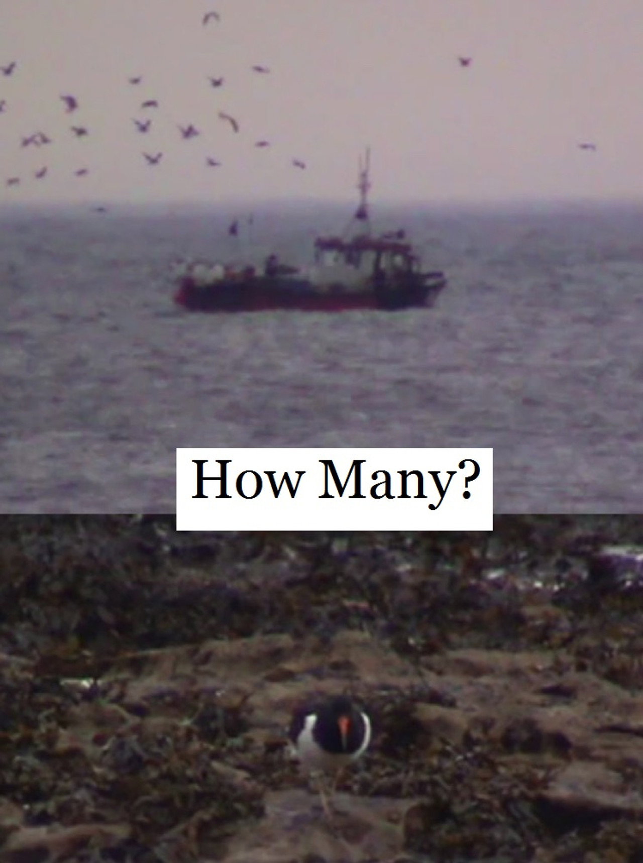 How Many?