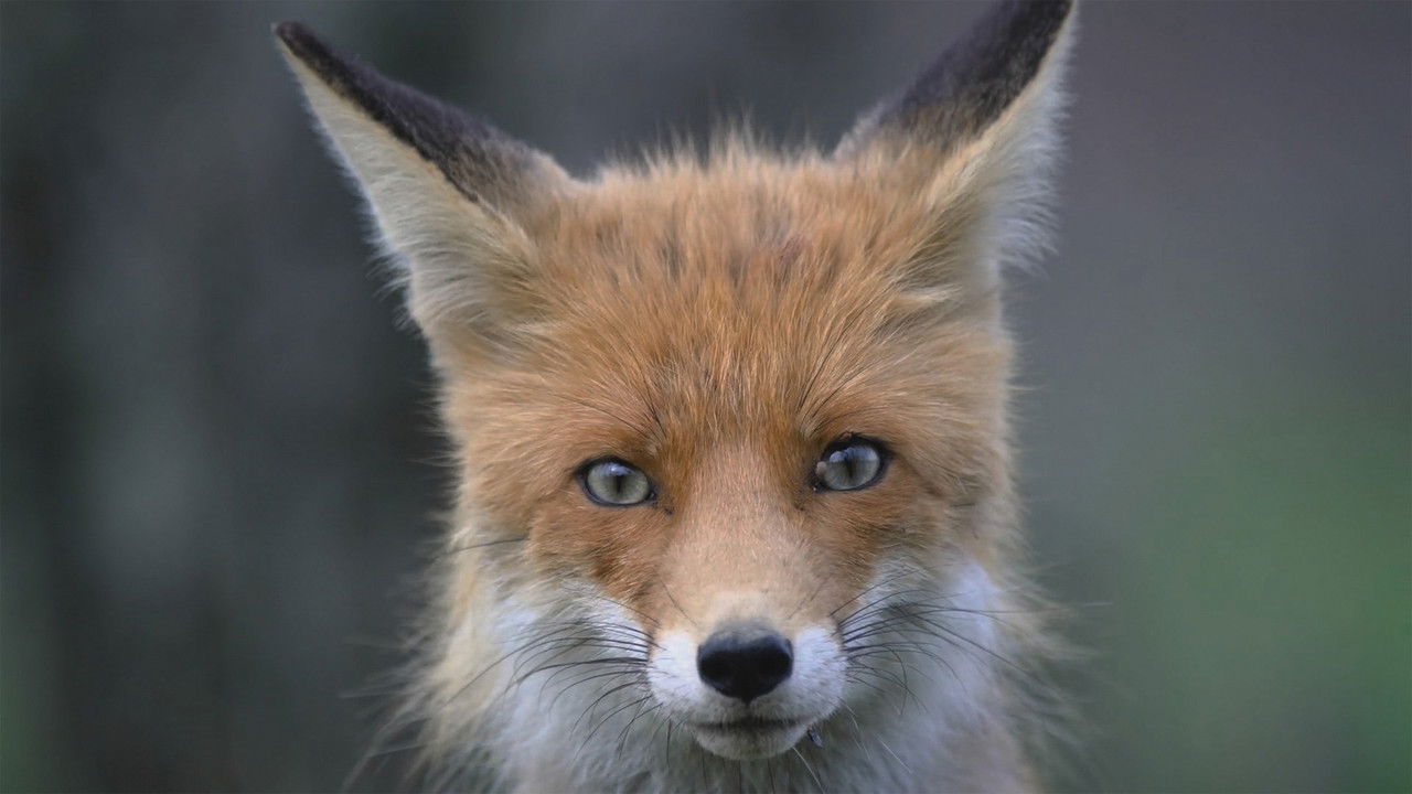 Saving Yellowstone - Season 1 Episode 2 : In The Valley