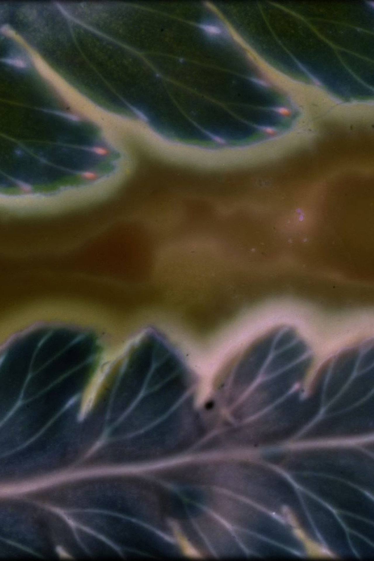 Phytophonics