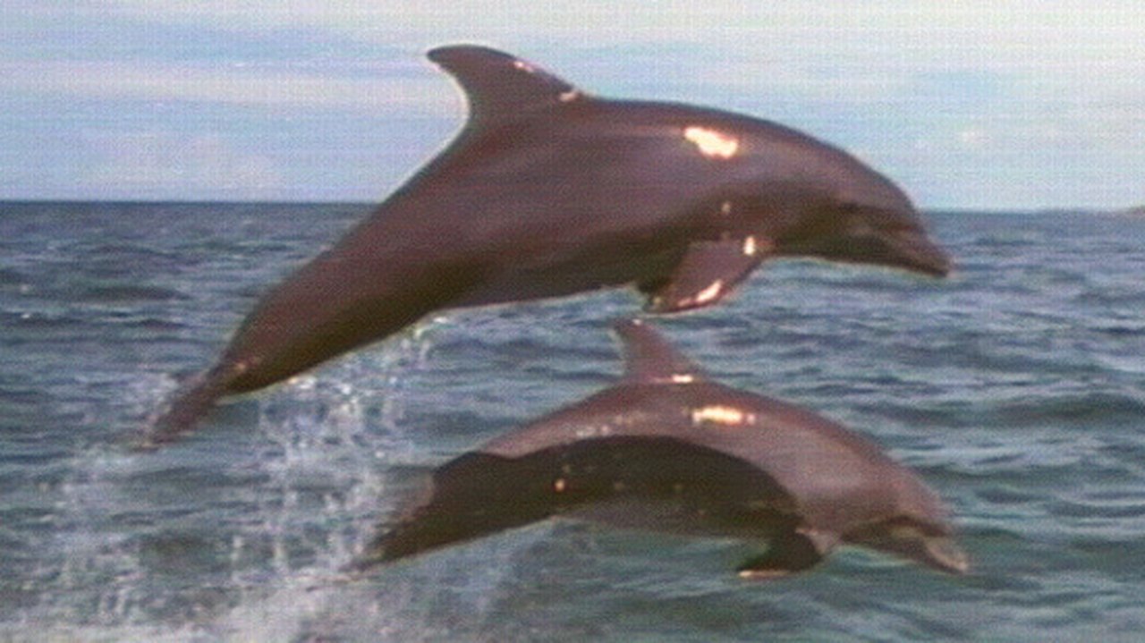 Nature - Season 10 Episode 20 : Dolphins: Close Encounters