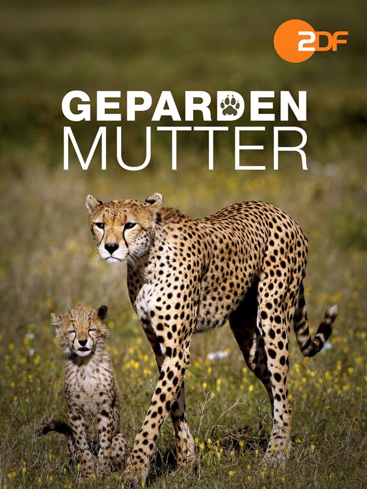 Gepardenmutter filmaffisch