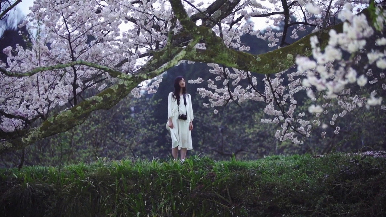 Cherry Blossom on My Palm