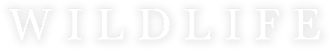 Дикая жизнь