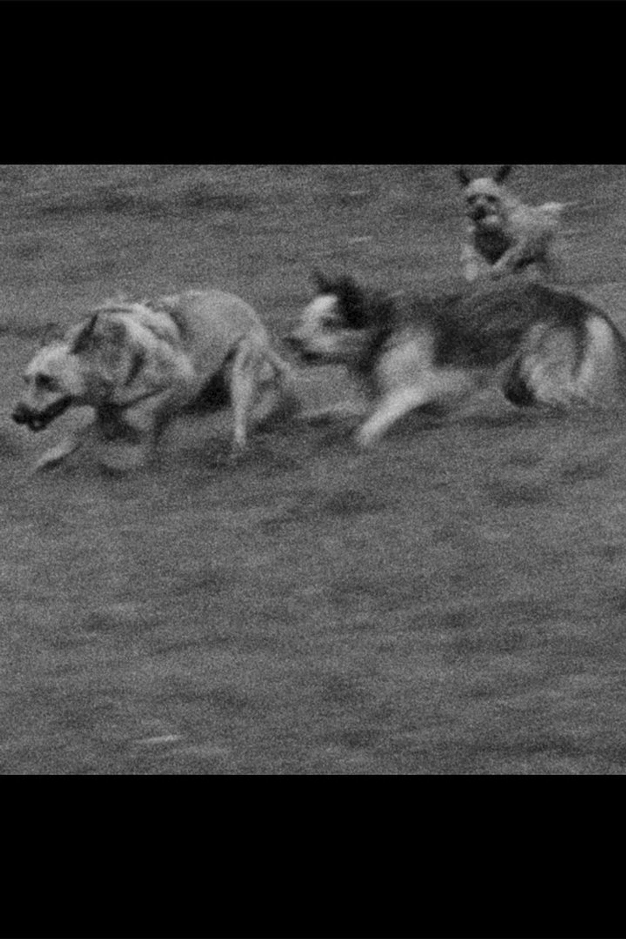 Underdog (2024)