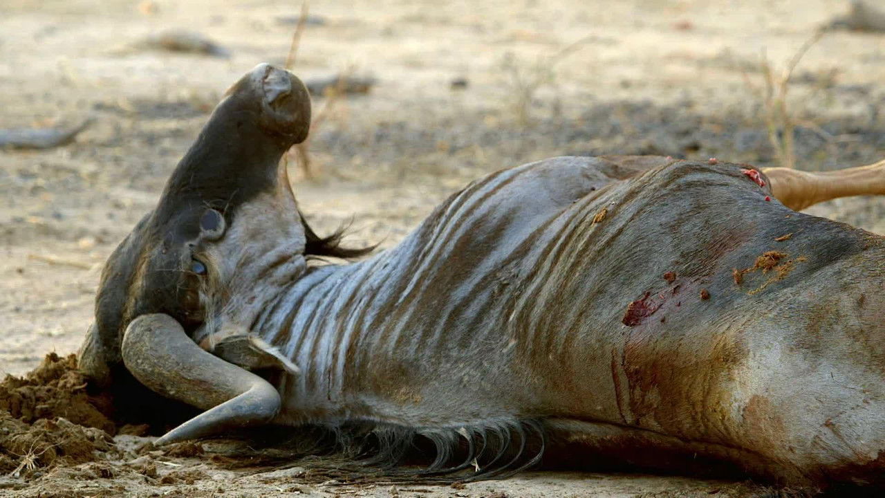 Wild Frank — Épisode 6