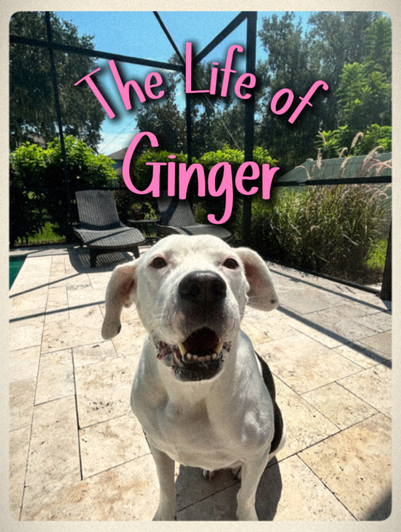 The Life of Ginger Backdrop