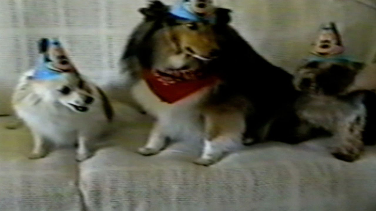 Funniest Pets & People — Épisode 13