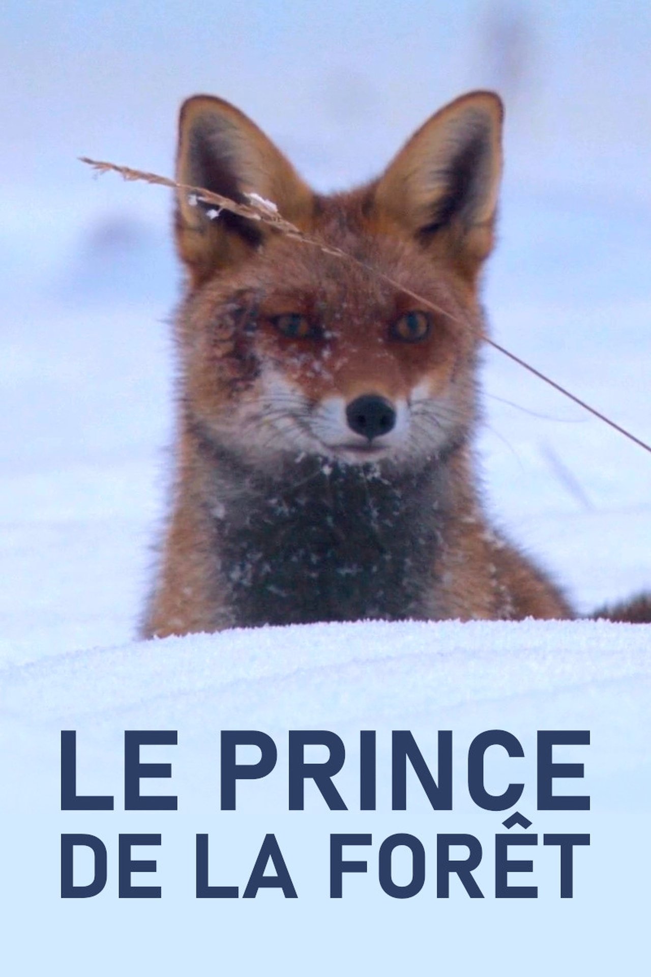 Le Prince de la forêt poster
