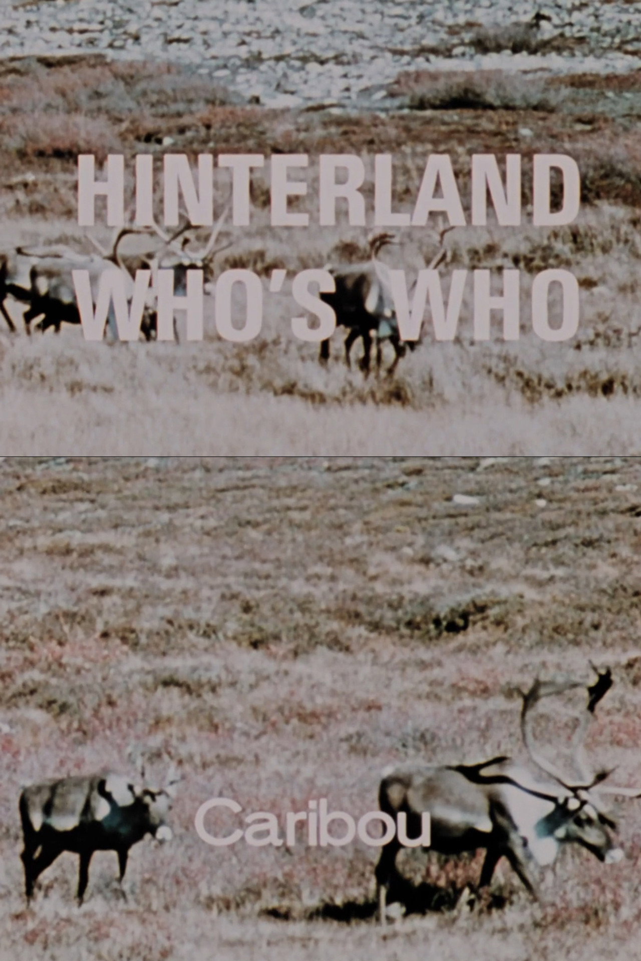 Hinterland Who's Who: Caribou Backdrop