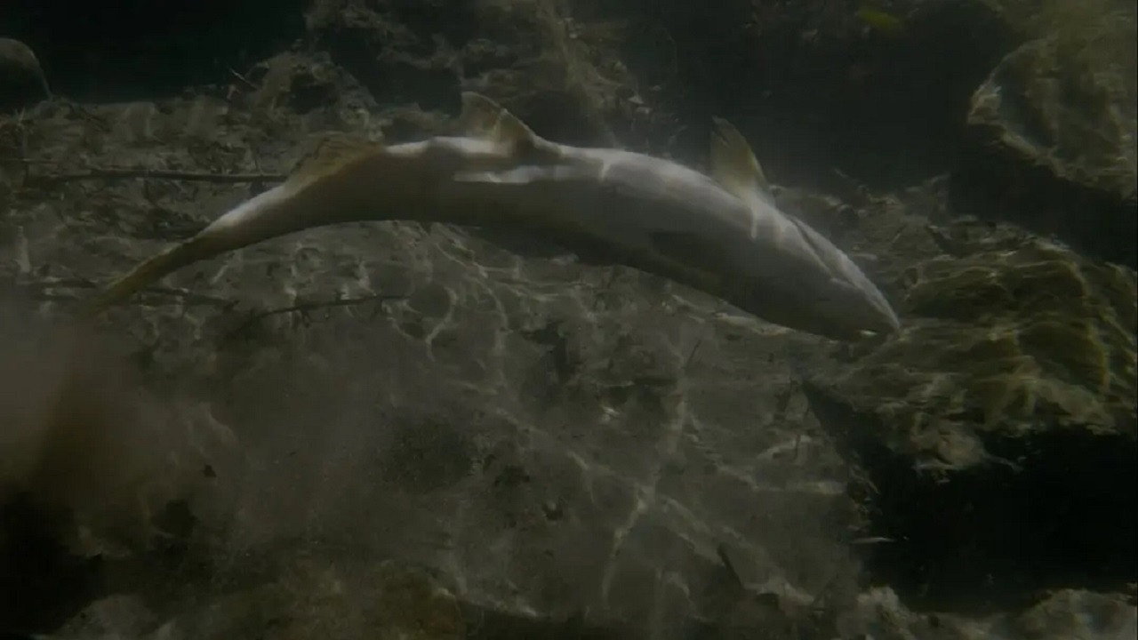 Upstream