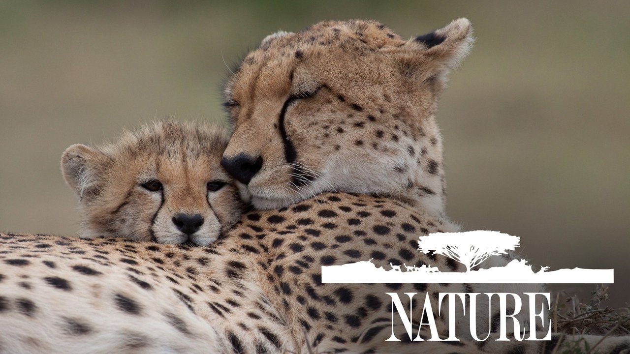 Nature - Season 18 Episode 12 : Jackals of the African Crater