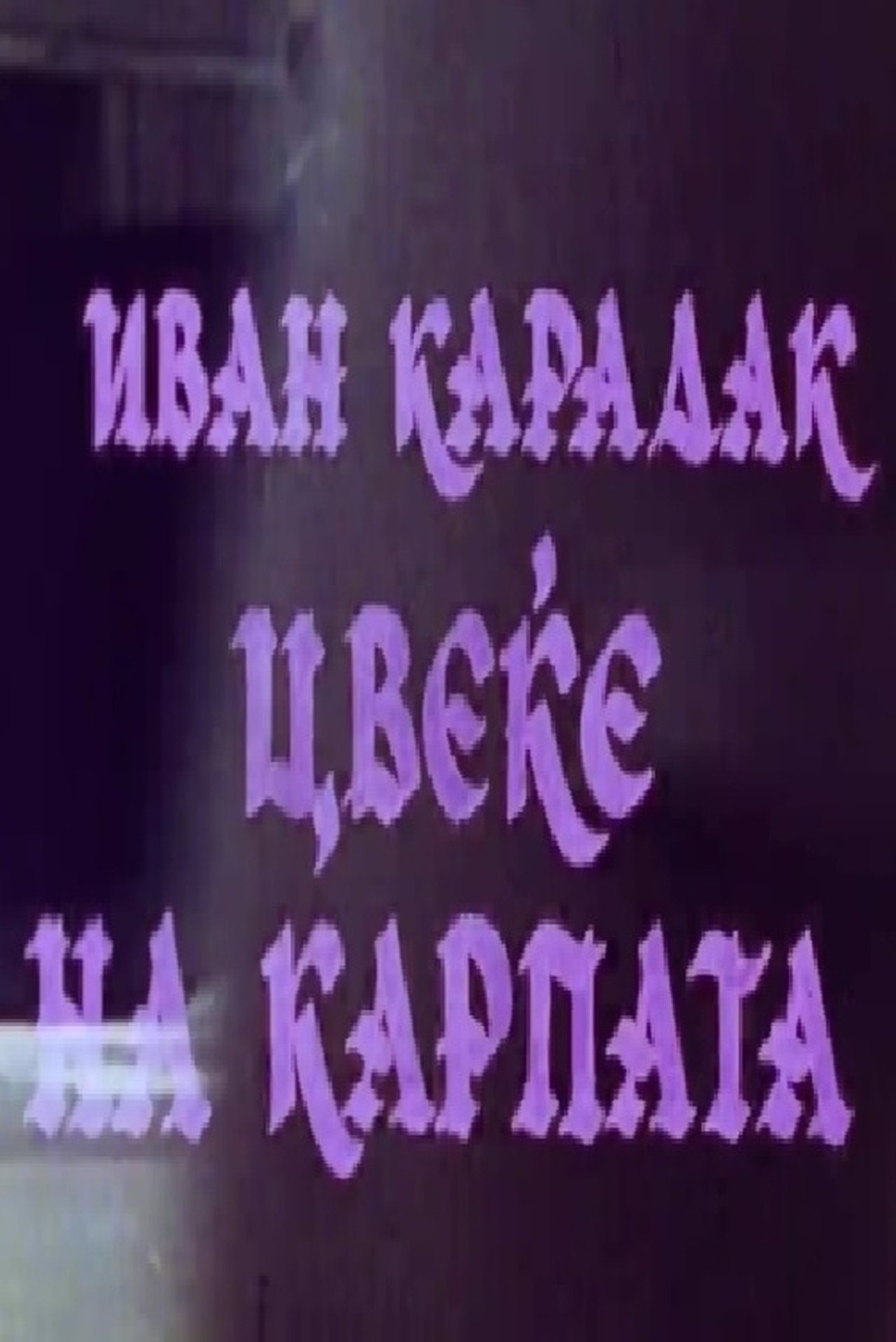 Цвеќе на карпата Цвеќе на карпата
