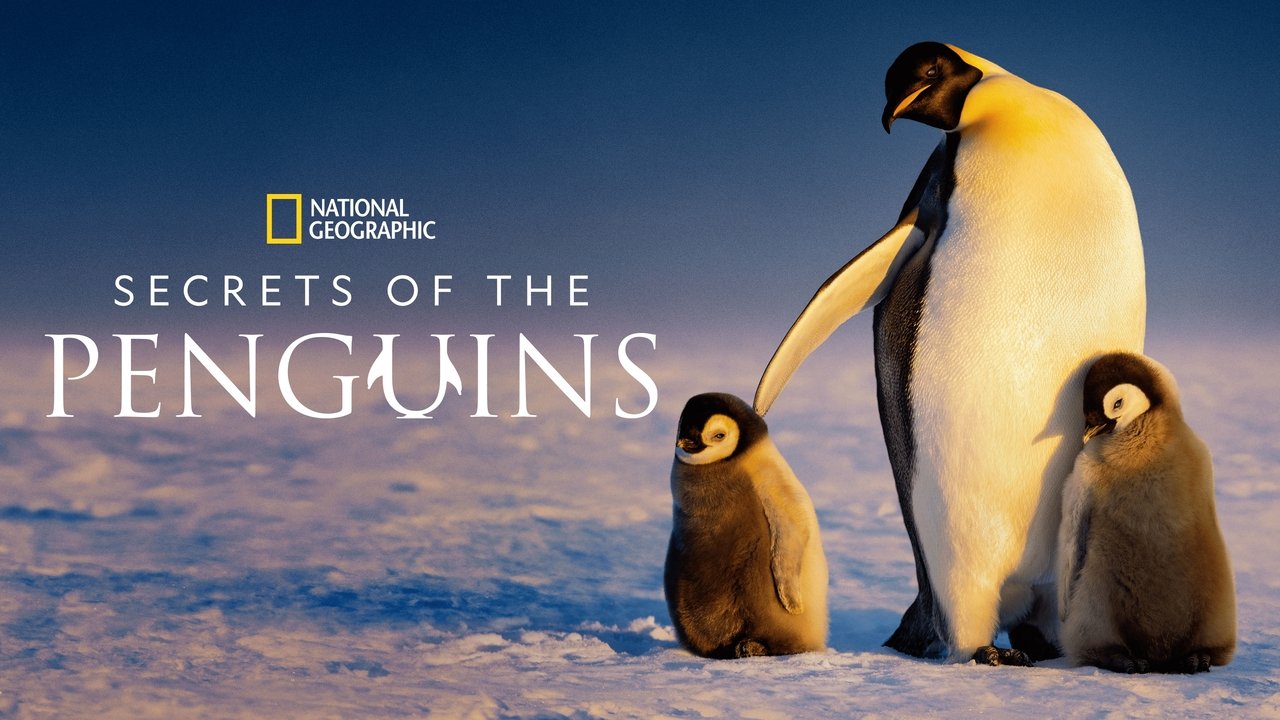 Die geheimnisvolle Welt der Pinguine background