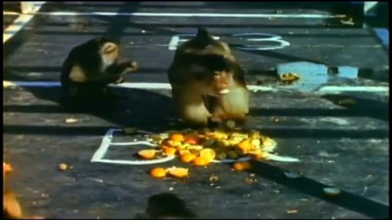 Mutual of Omaha's Wild Kingdom — Épisode 9