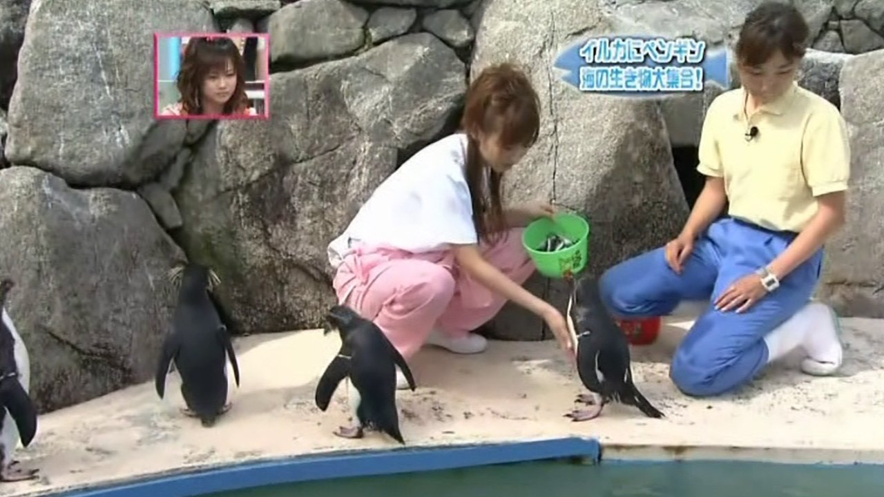 Hello! Morning - Season 1 Episode 321 : Sealife Cubquiz