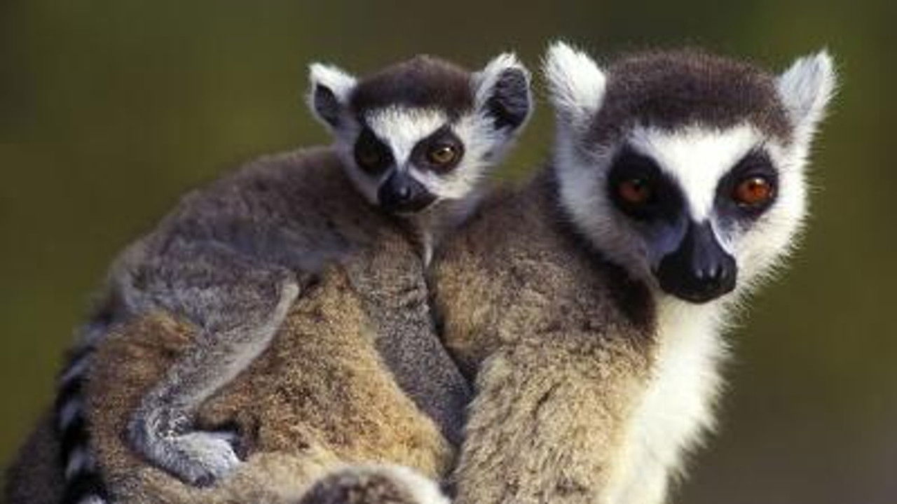 All About Animals — Épisode 11