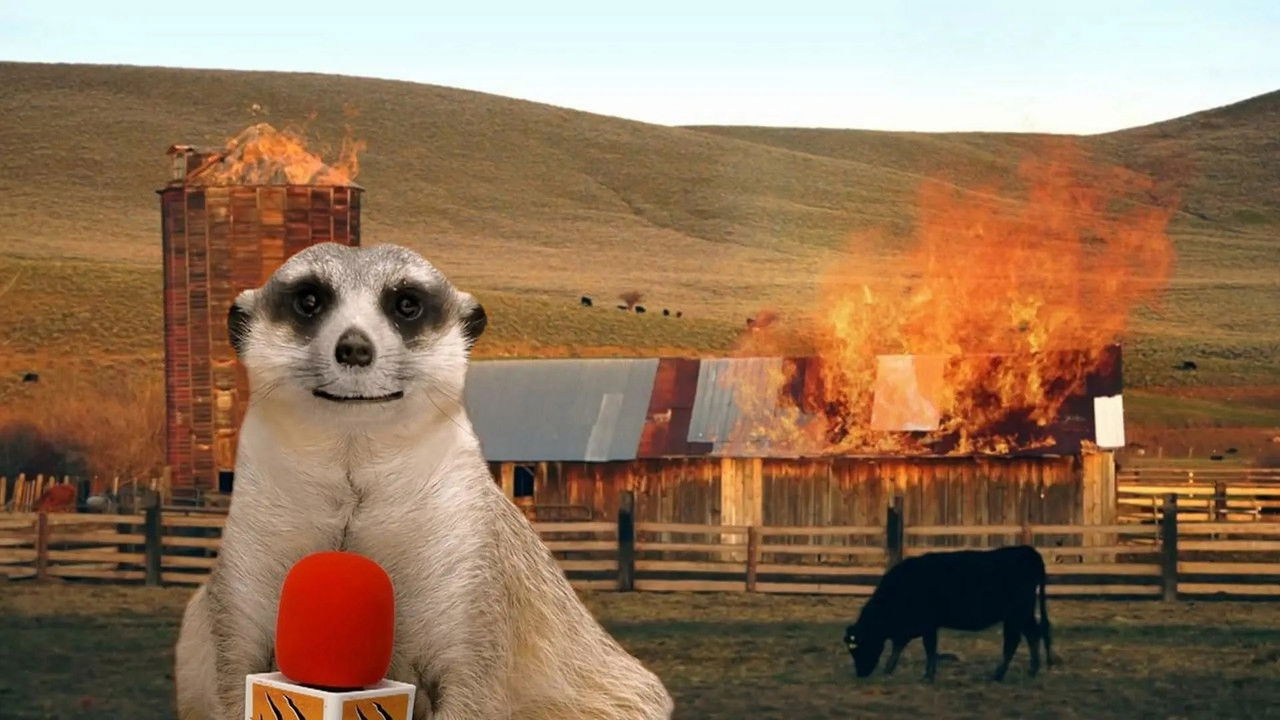 Drôle de nature — Le gaz des vaches