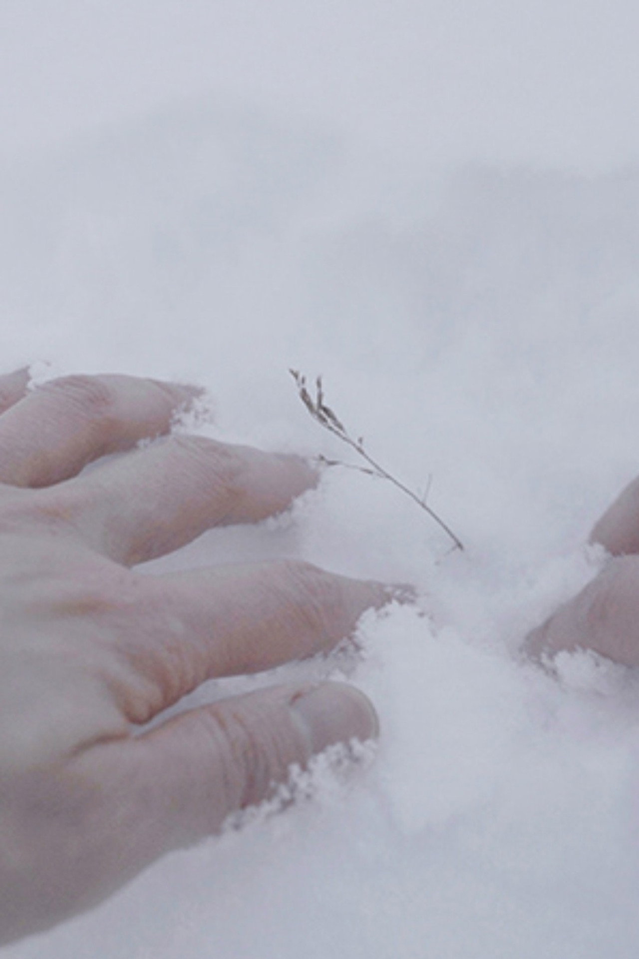 Arctic Garden (2024)