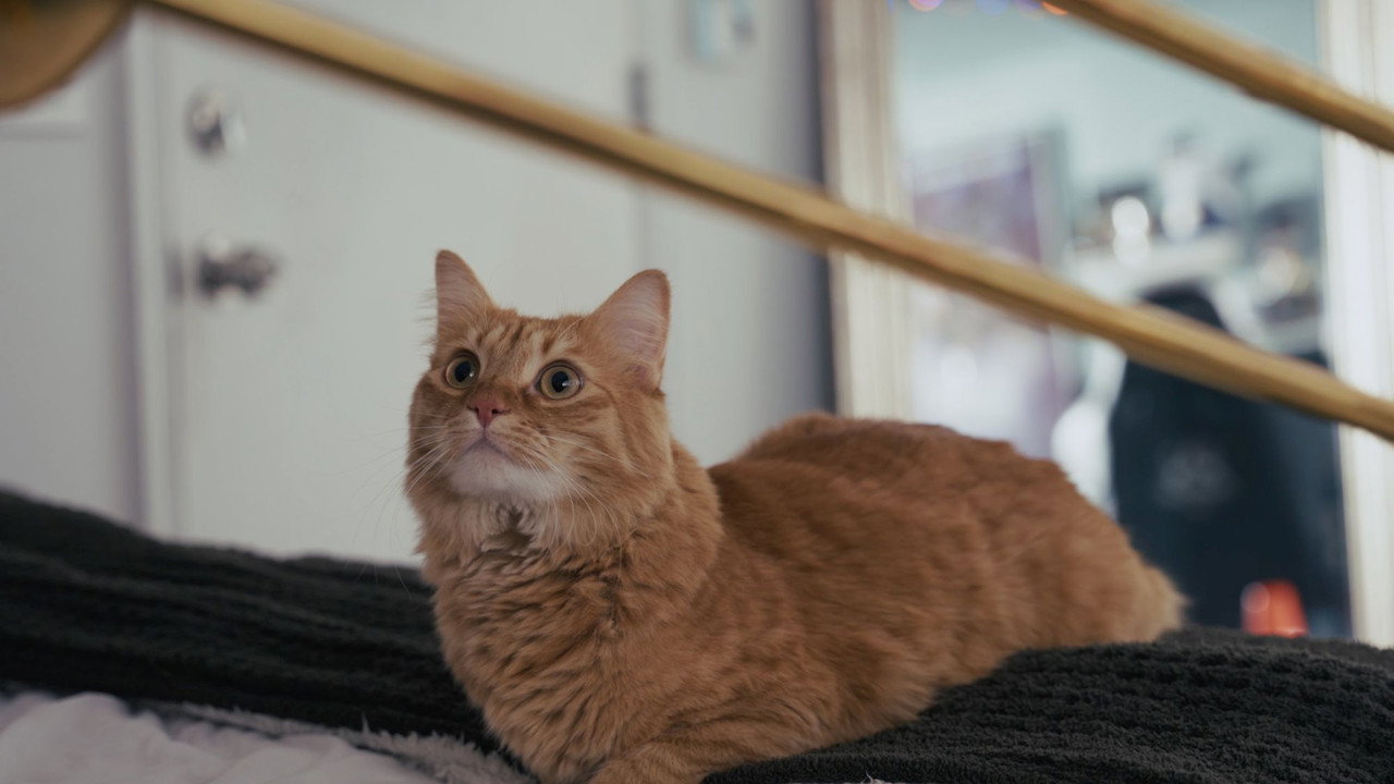 Harrison Prime backdrop