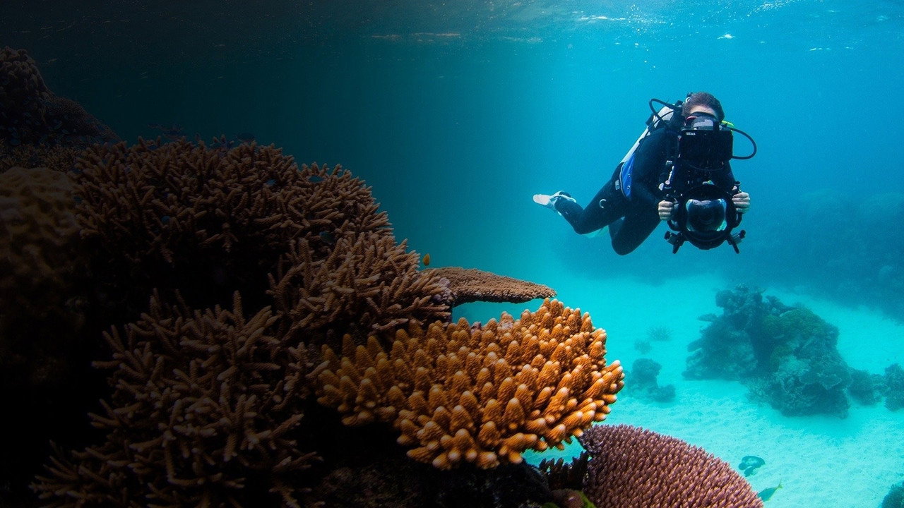 Revealed: Reefshot