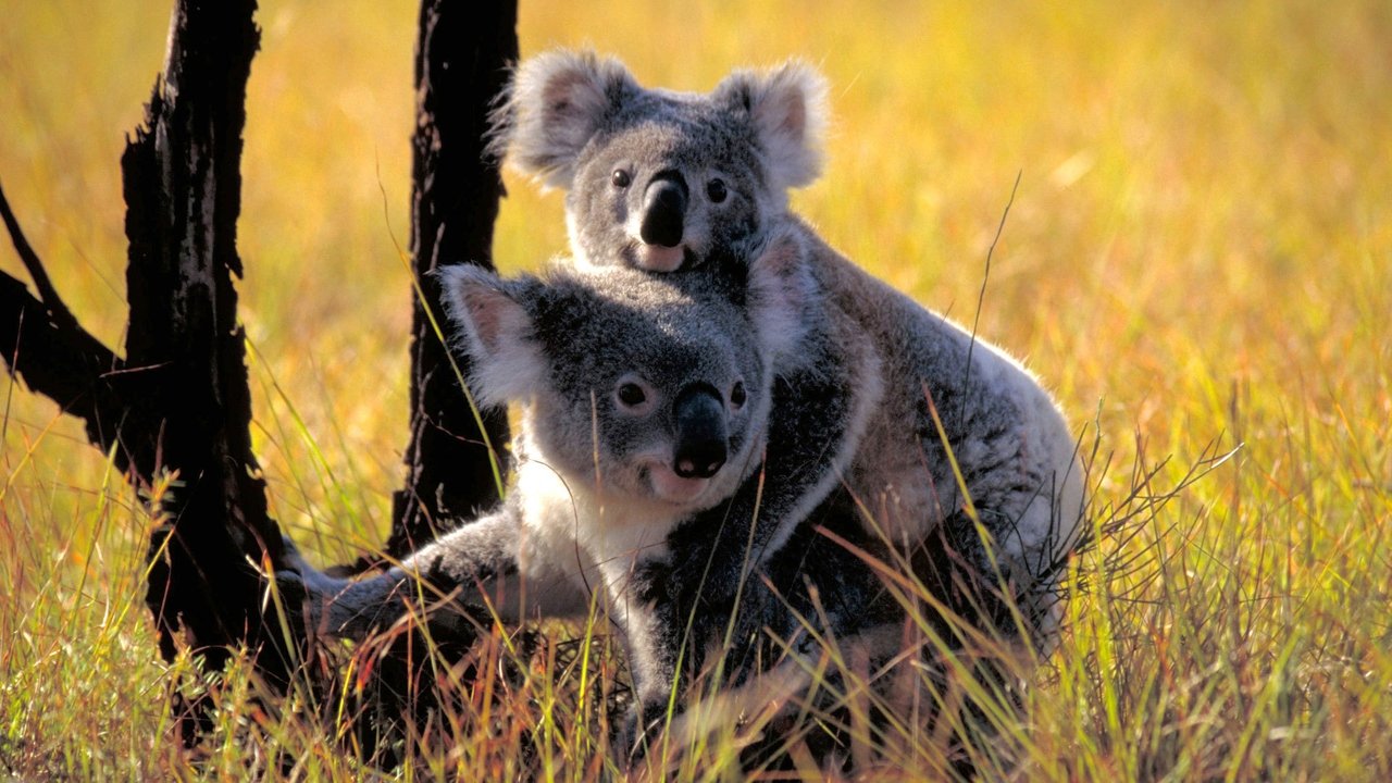 Nature - Season 30 Episode 13 : Cracking the Koala Code