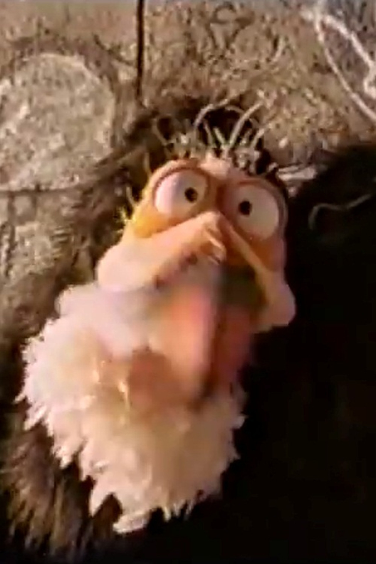 Attack of the Giant Vulture Backdrop