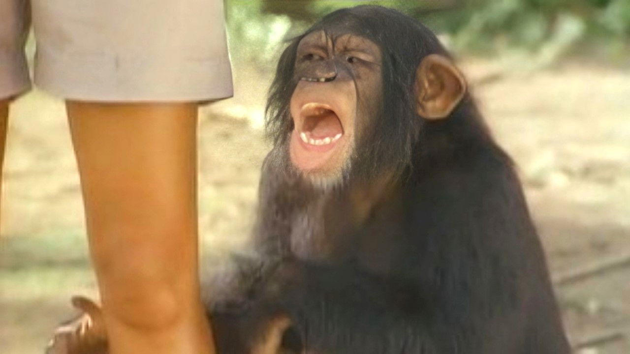 Tarzán — Un pollueur sans scrupule