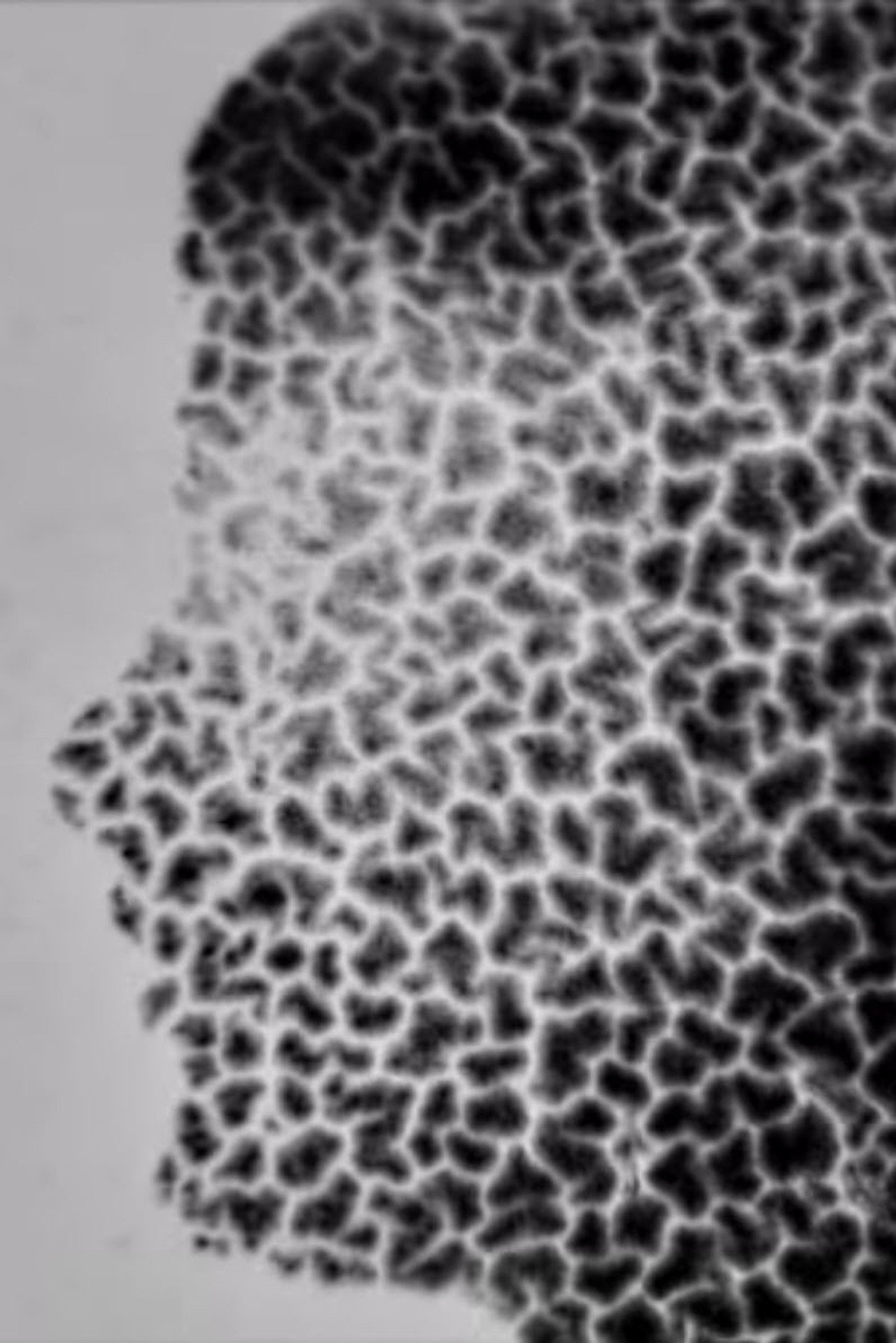 Recomposing Decomposition filmaffisch