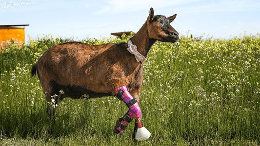 The Wizard of Paws - Season 4 Episode 6 : Rolling in the Sheep