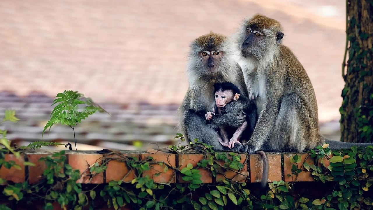 Macaque Island