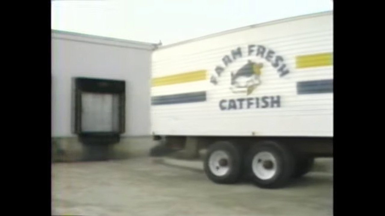 Catfish Fever