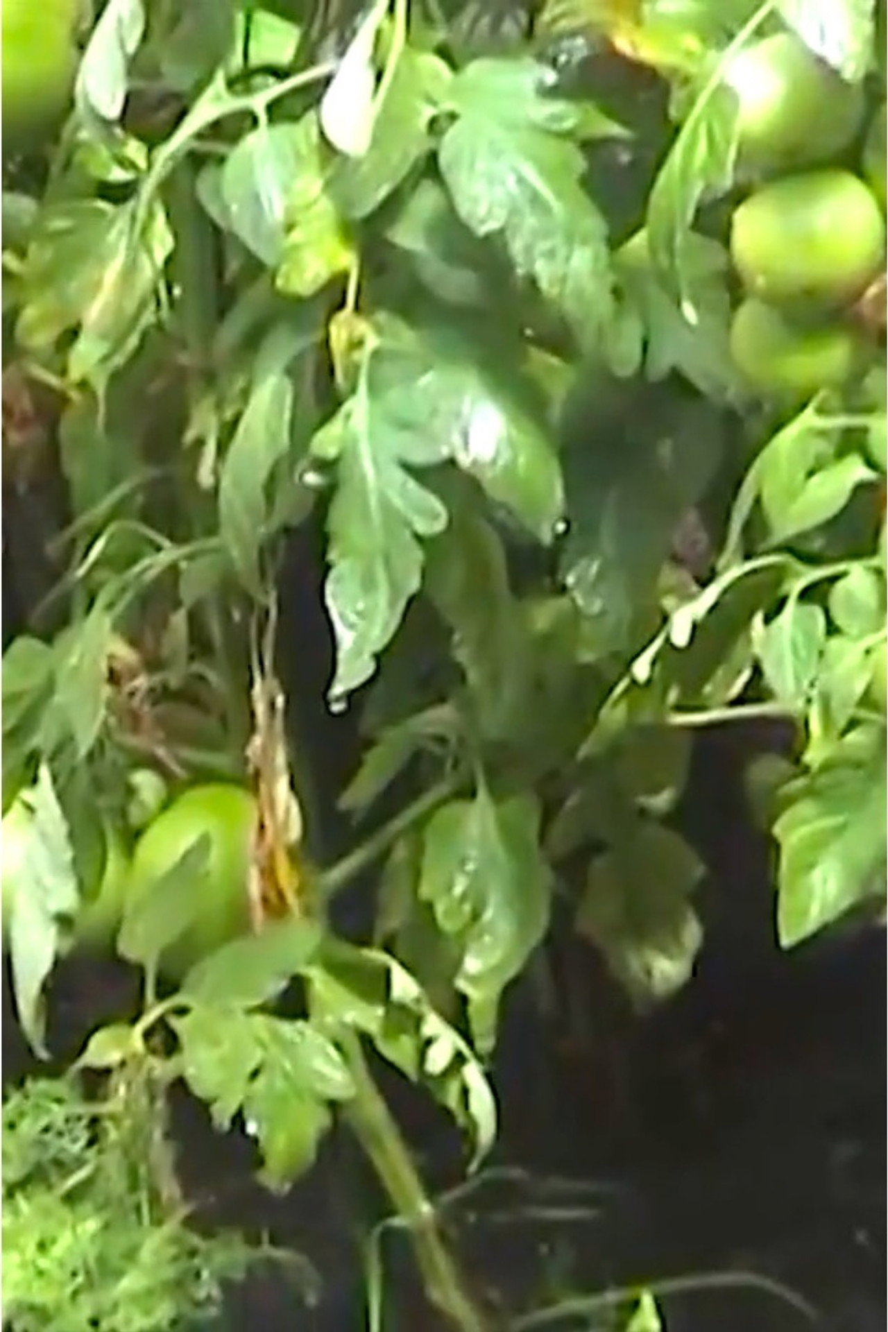 Rain filmaffisch