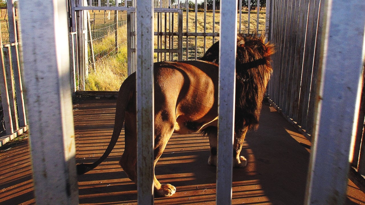 Blood Lions