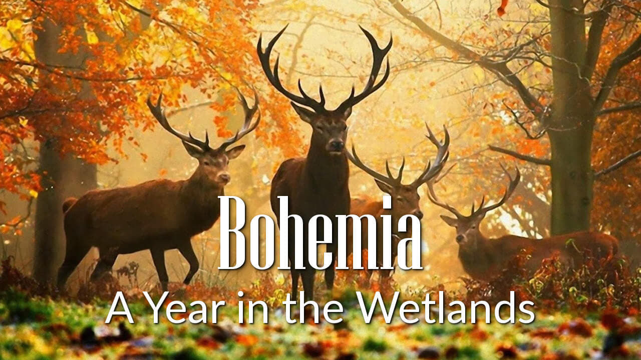 Bohemia: A Year in the Wetlands background