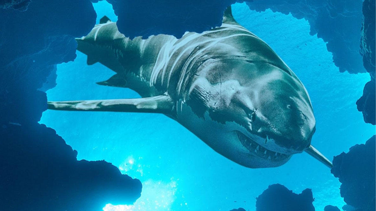 Jaws vs the Blob background