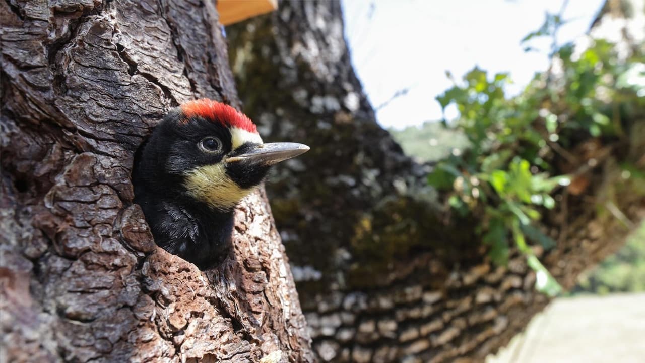 Nature - Season 41 Episode 3 : Woodpeckers: The Hole Story