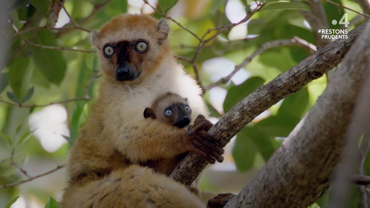 مشاهدة فيلم Primates: The Strength of the Clan مترجم بدون اعلانات - خلفية