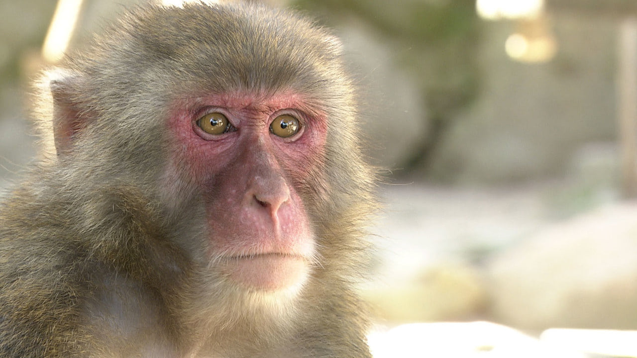 Japanology Plus - Season 6 Episode 23 : Monkeys