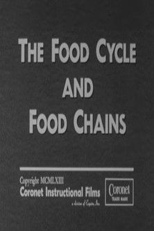 The Food Cycle and Food Chains poster