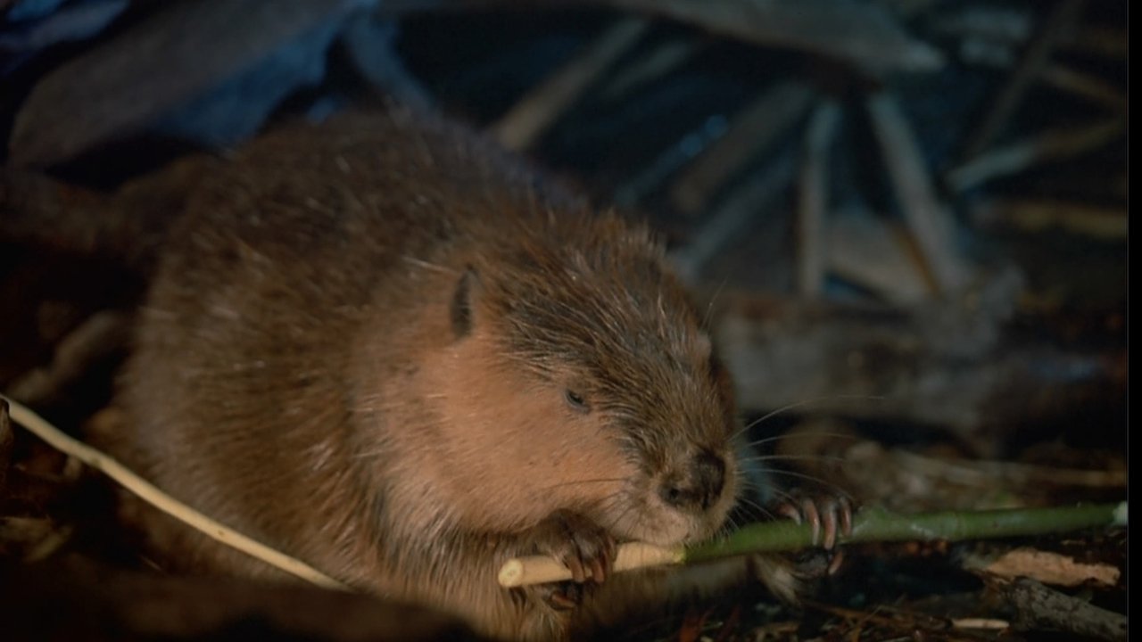 Scen från Beavers