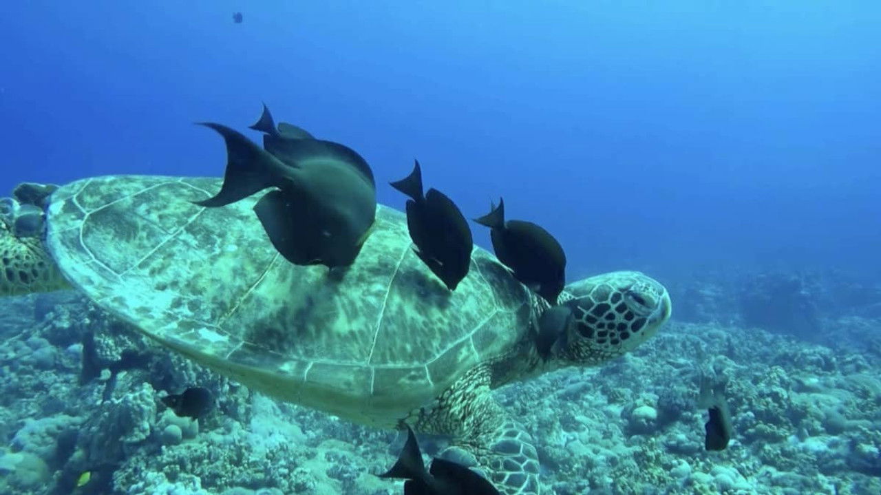 Tegenlicht — Épisode 7