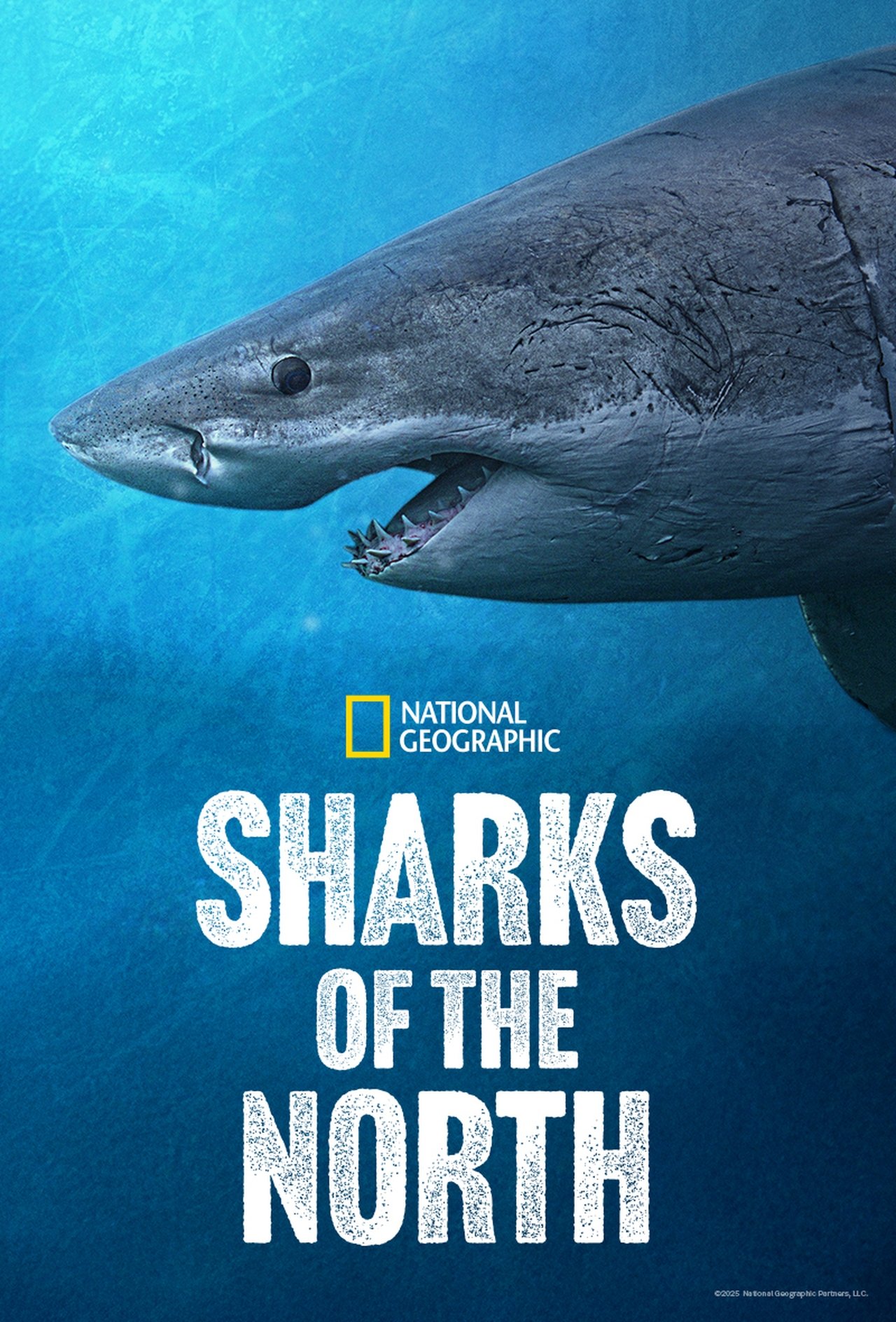 Sharks of the North