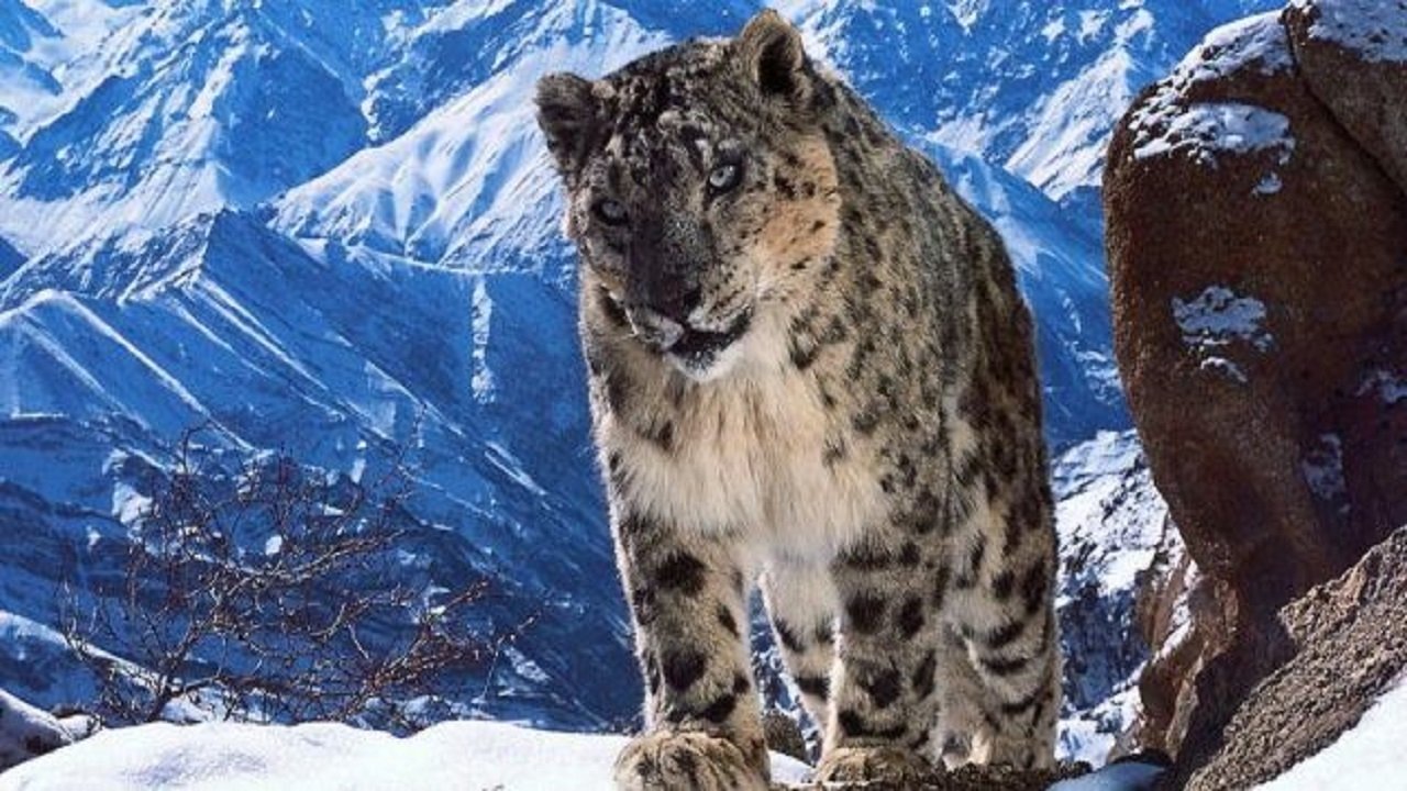 مشاهدة فيلم Planet Earth مترجم بدون اعلانات - خلفية