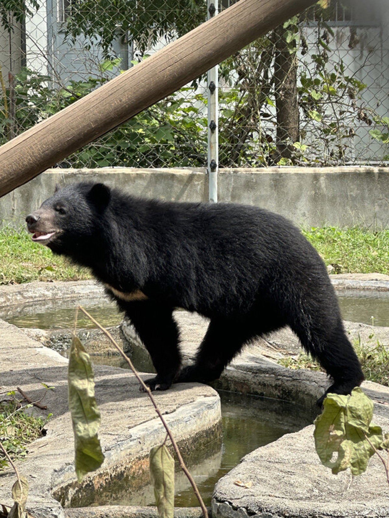 Bear Guardians