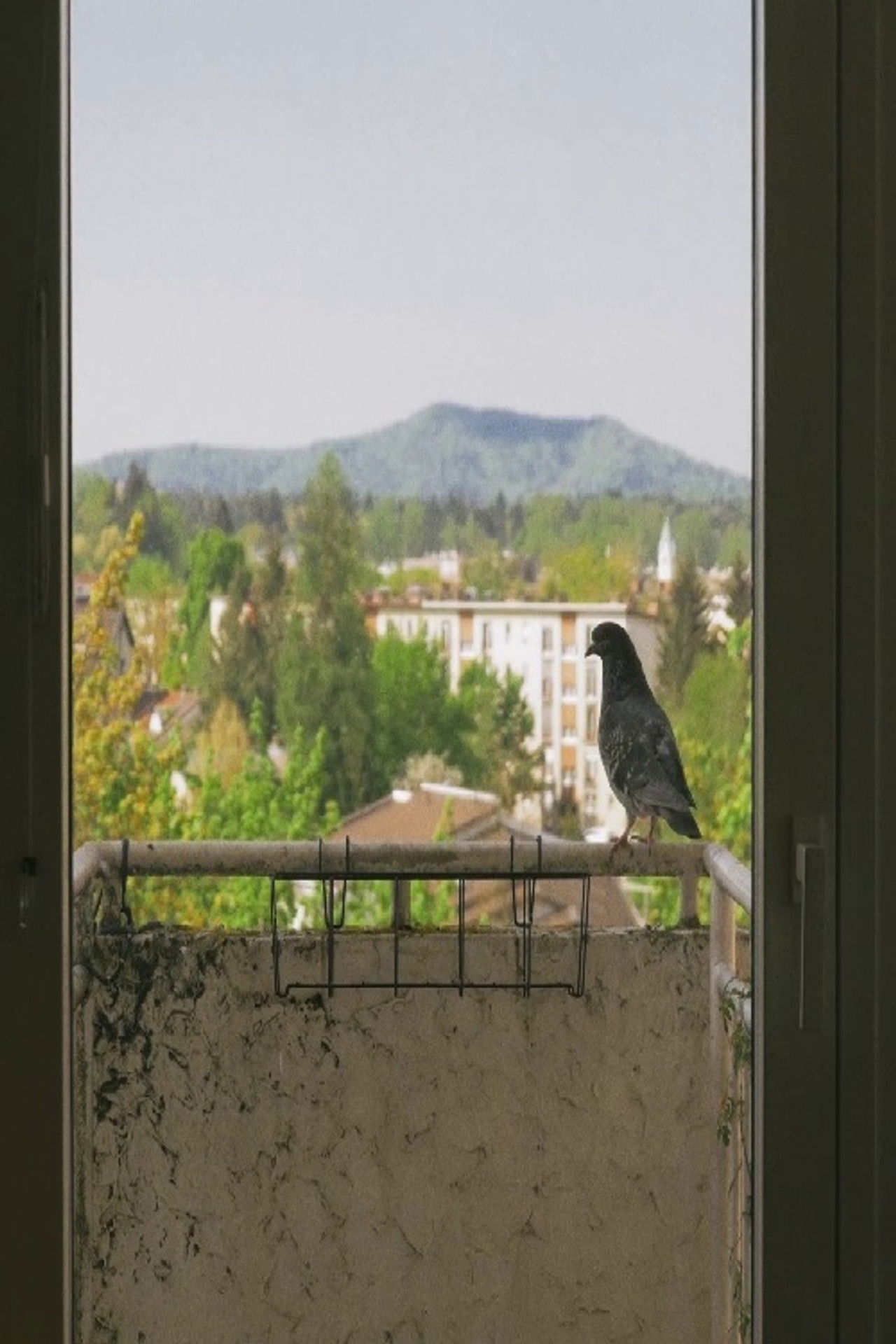 What Day Is It? Backdrop