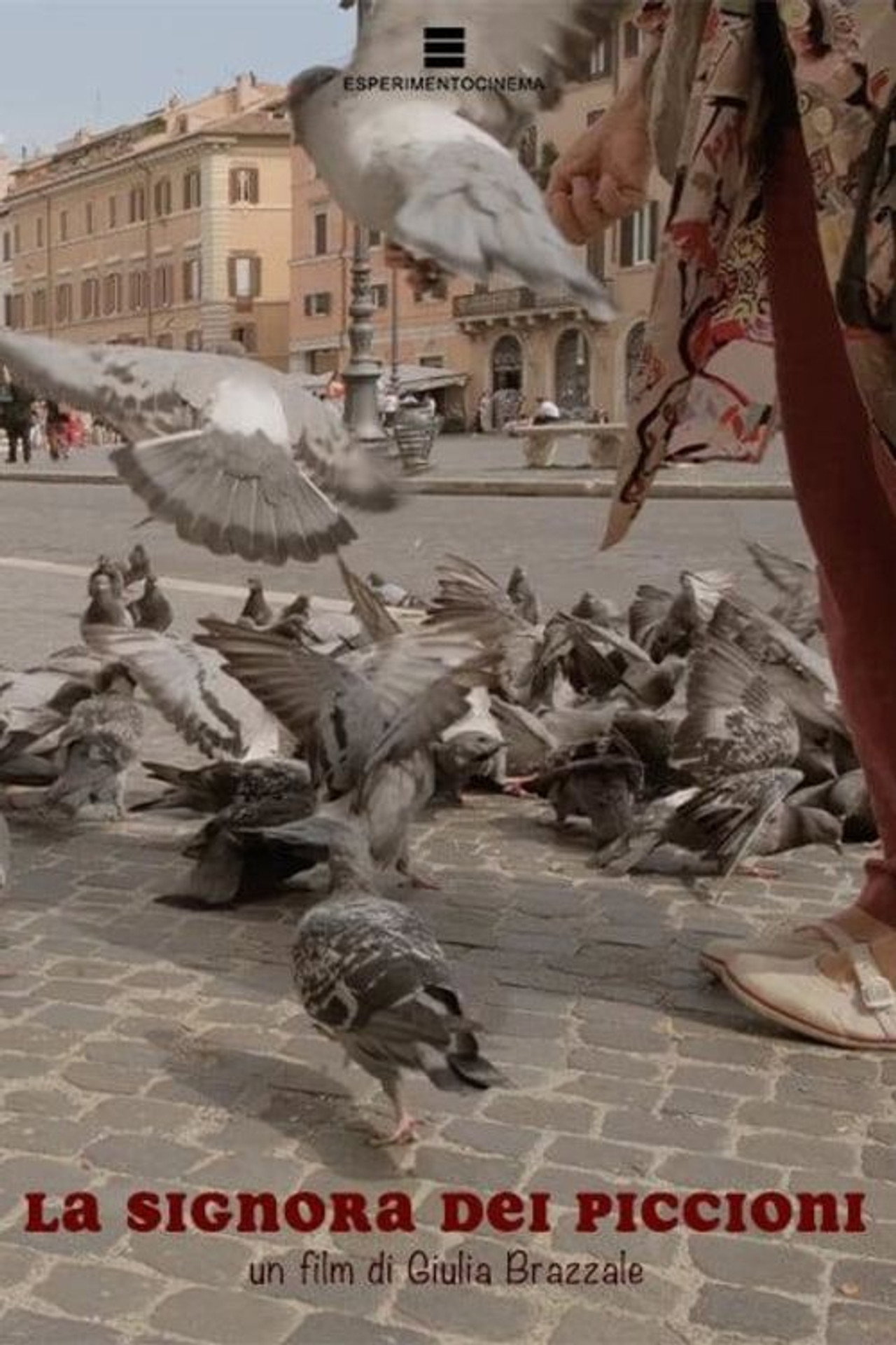 La signora dei piccioni