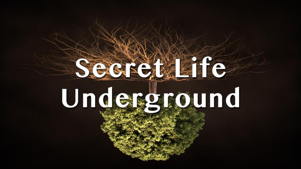 Secret Life Underground background